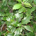 Osmanthus heterophyllus P23